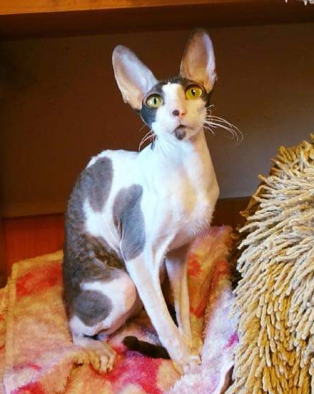 Cack Marry Do Veter Svobody - cornish rex