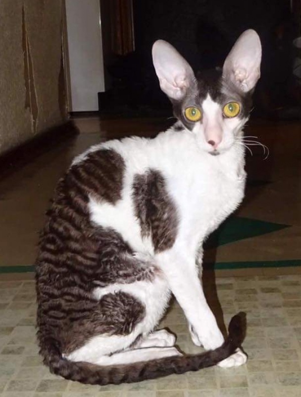 Cack Marry Do Veter Svobody - cornish rex