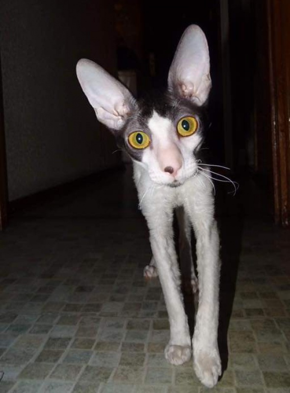 Cack Marry Do Veter Svobody - cornish rex