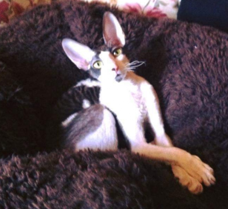 Cack Marry Do Veter Svobody - cornish rex