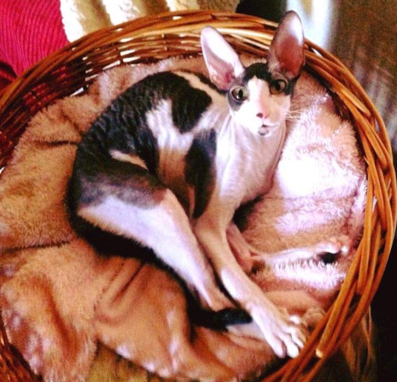 Cack Marry Do Veter Svobody - cornish rex