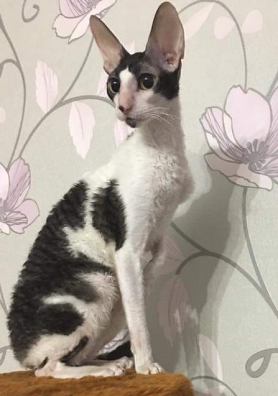Cack Marry Do Veter Svobody - cornish rex