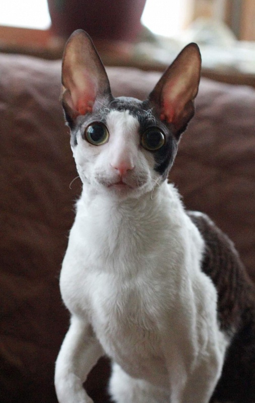 Astra Rex Gaudialis - cornish rex