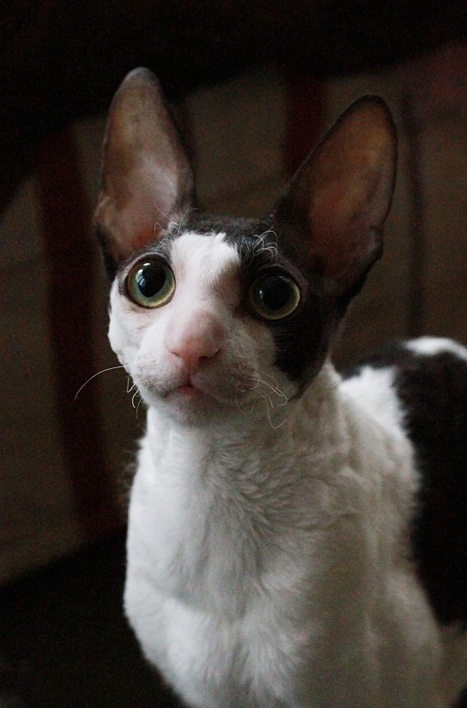 Astra Rex Gaudialis - cornish rex