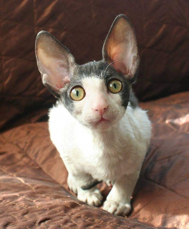 Astra Rex Gaudialis - cornish rex