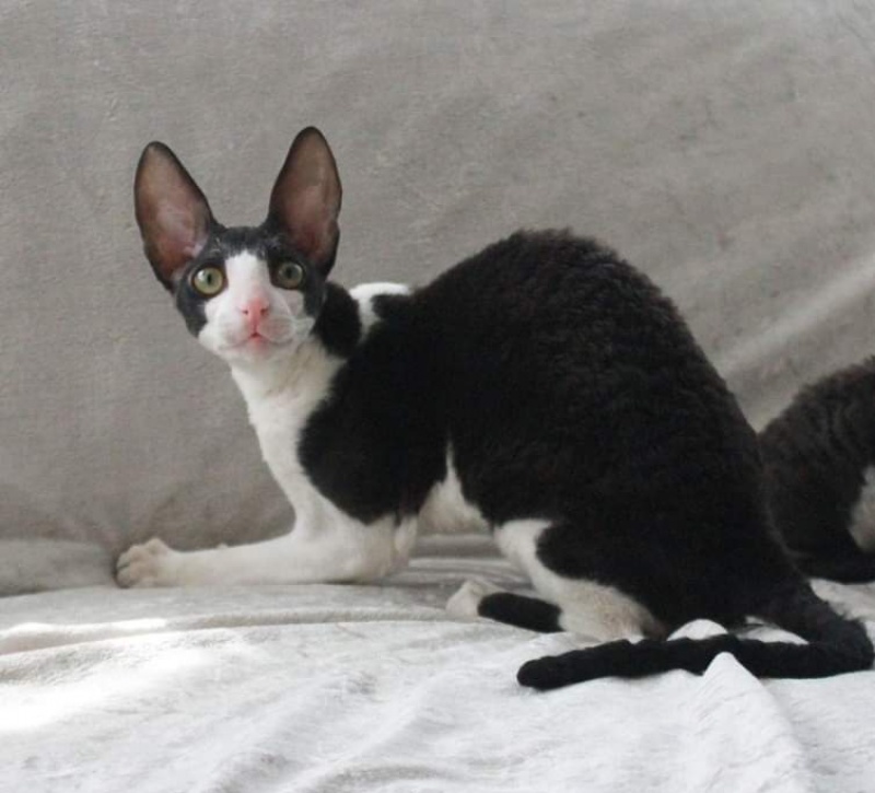 Astra Rex Gaudialis - cornish rex