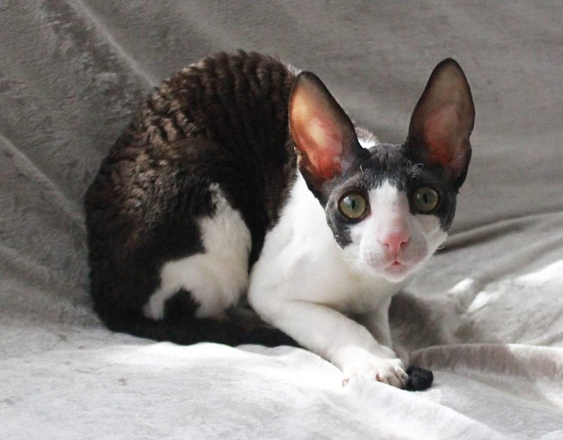 Astra Rex Gaudialis - cornish rex