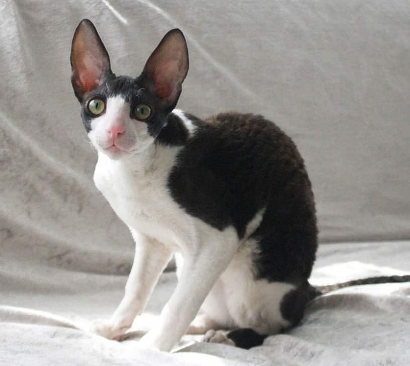 Astra Rex Gaudialis - cornish rex
