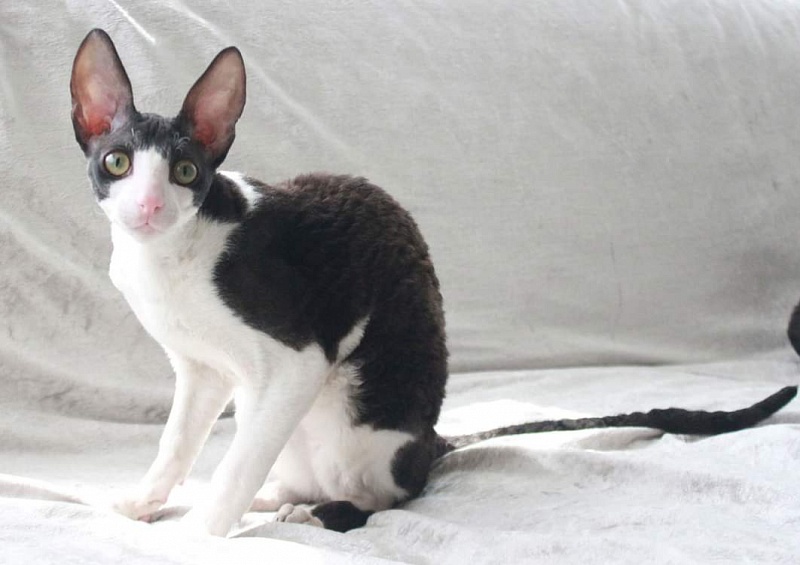 Astra Rex Gaudialis - cornish rex