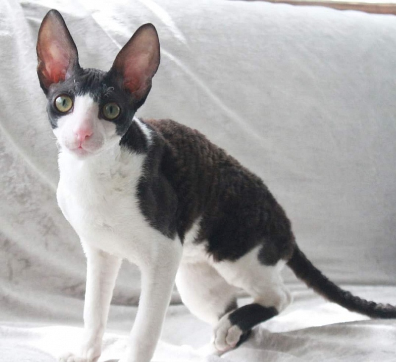 Astra Rex Gaudialis - cornish rex