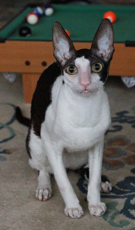 Astra Rex Gaudialis - cornish rex
