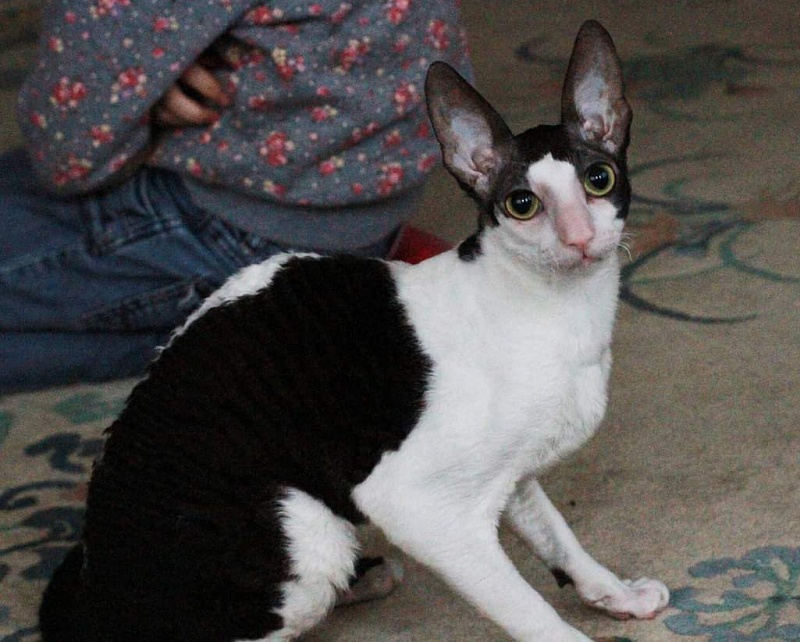 Astra Rex Gaudialis - cornish rex
