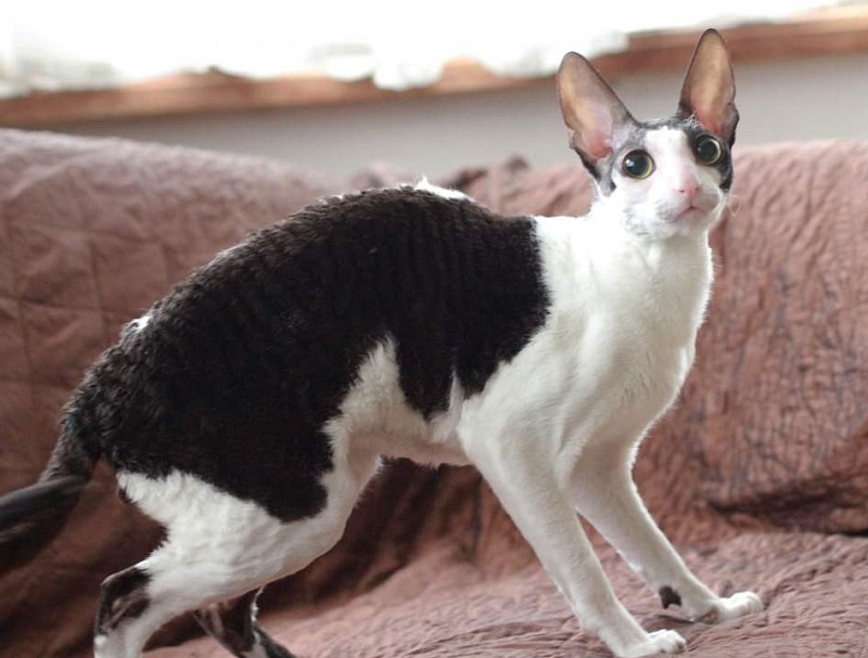 Astra Rex Gaudialis - cornish rex