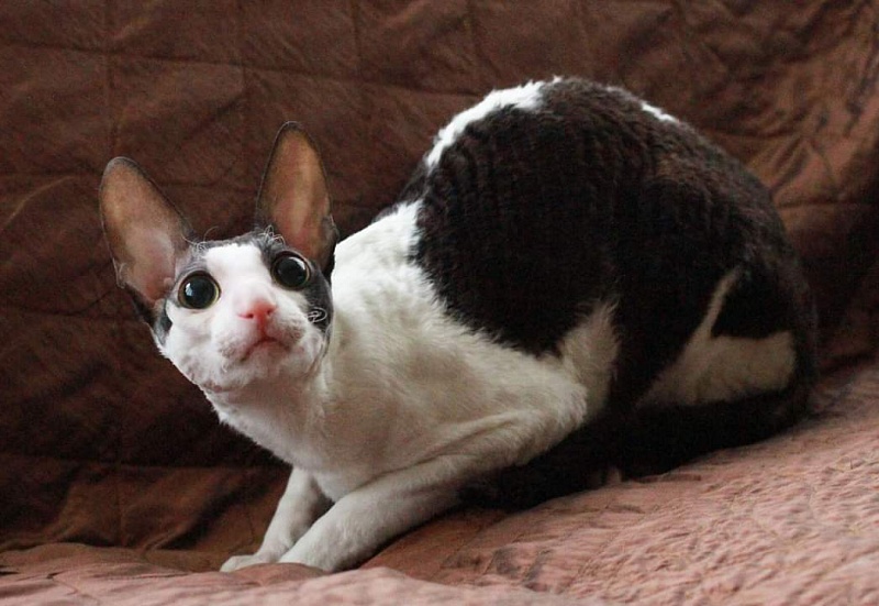 Astra Rex Gaudialis - cornish rex