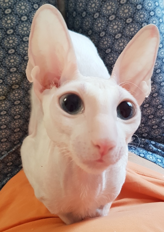 Snezhanna Star Forge - Adult cornish rex 2 years 1 month 2 weeks