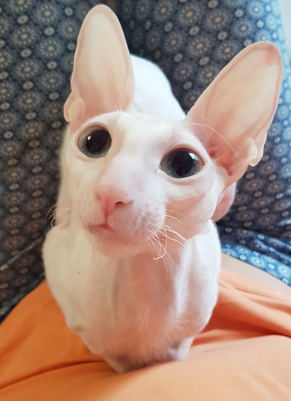 Snezhanna Star Forge - Adult cornish rex 2 years 1 month 2 weeks