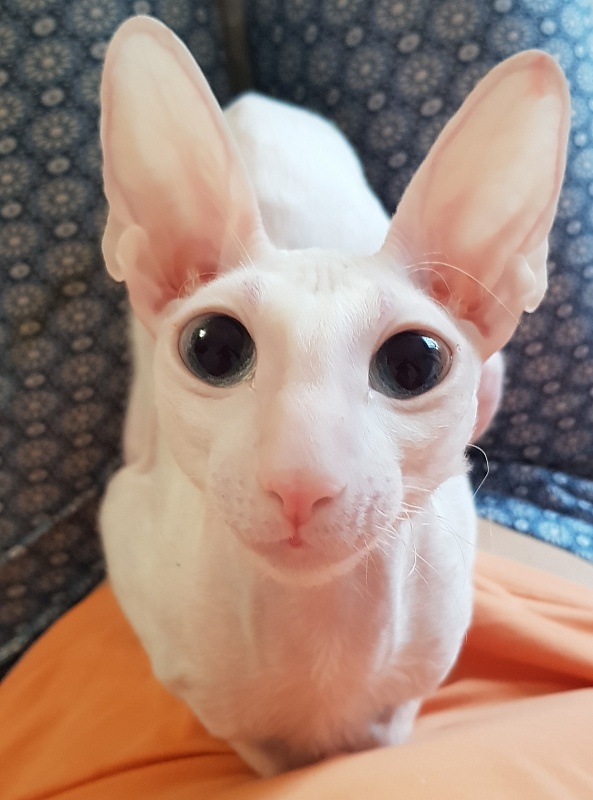 Snezhanna Star Forge - Adult cornish rex 2 years 1 month 2 weeks