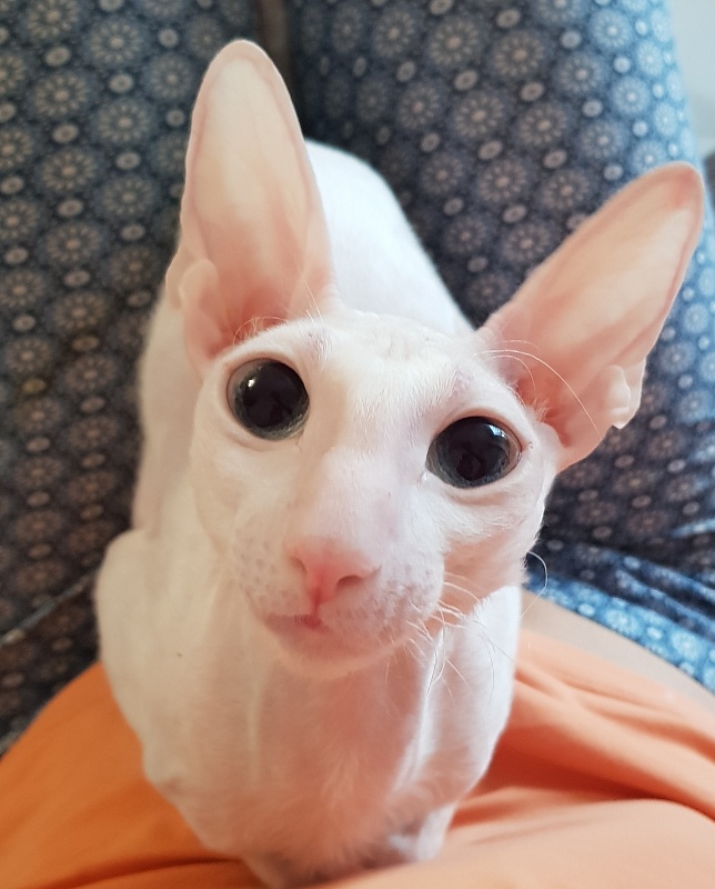 Snezhanna Star Forge - Adult cornish rex 2 years 1 month 2 weeks