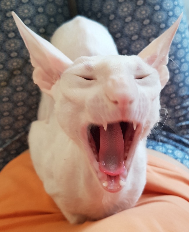 Snezhanna Star Forge - Adult cornish rex 2 years 1 month 2 weeks