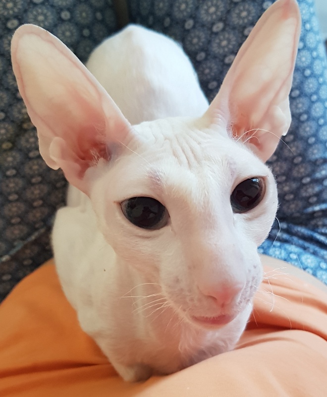 Snezhanna Star Forge - Adult cornish rex 2 years 1 month 2 weeks