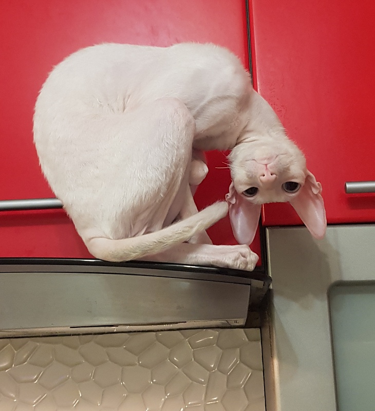 Snezhanna Star Forge - Adult cornish rex 1 year 8.5 months