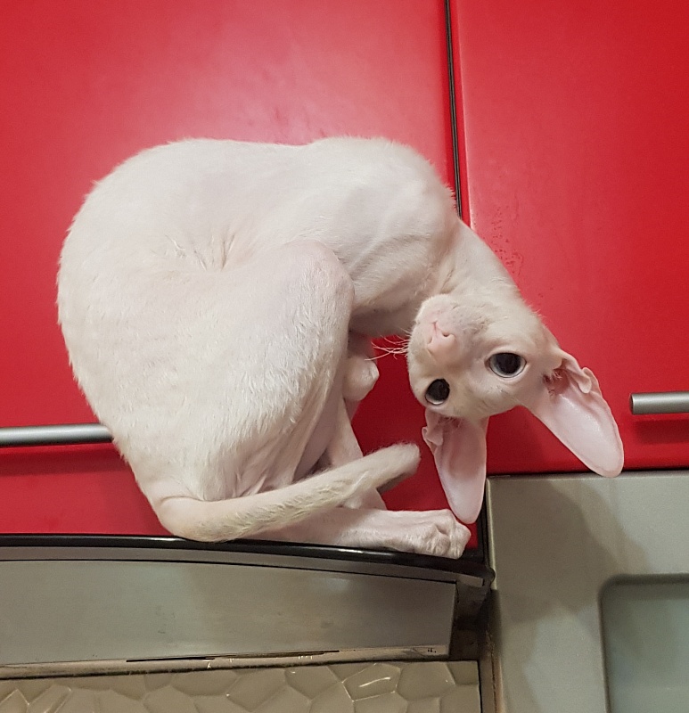 Snezhanna Star Forge - Adult cornish rex 1 year 8.5 months