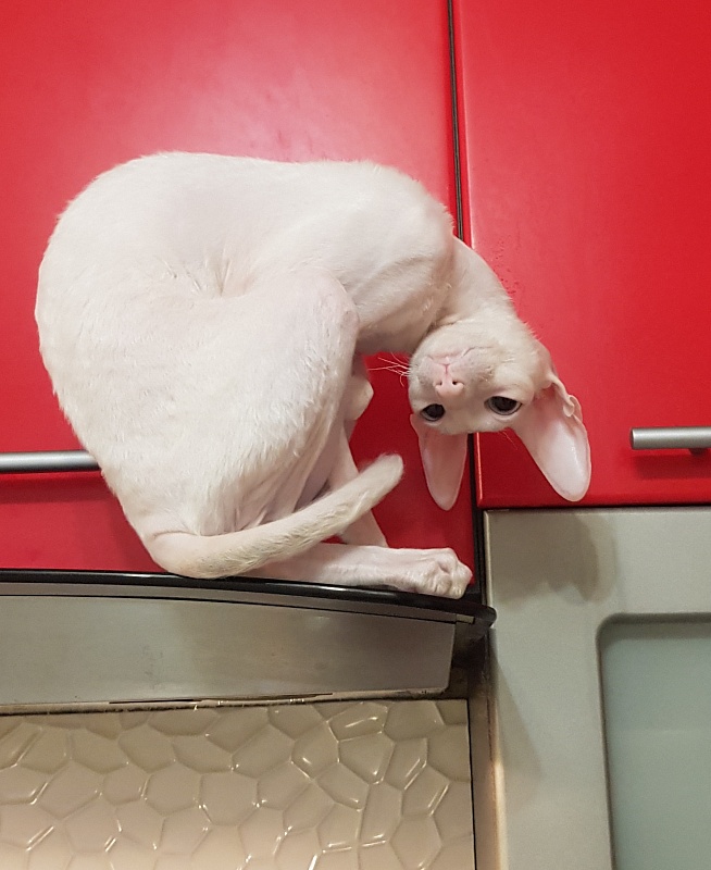 Snezhanna Star Forge - Adult cornish rex 1 year 8.5 months
