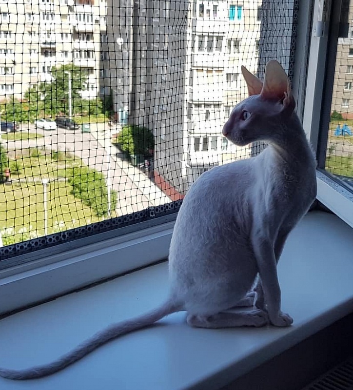 Snezhanna Star Forge - cornish rex