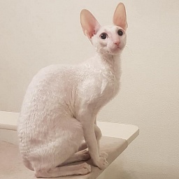 Snezhanna Star Forge