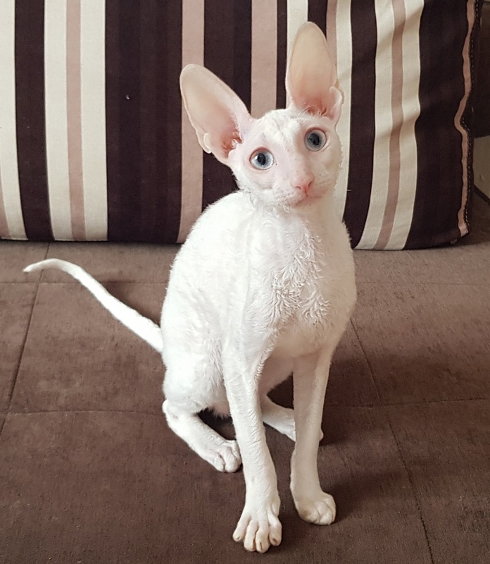 Snezhanna Star Forge - cornish rex