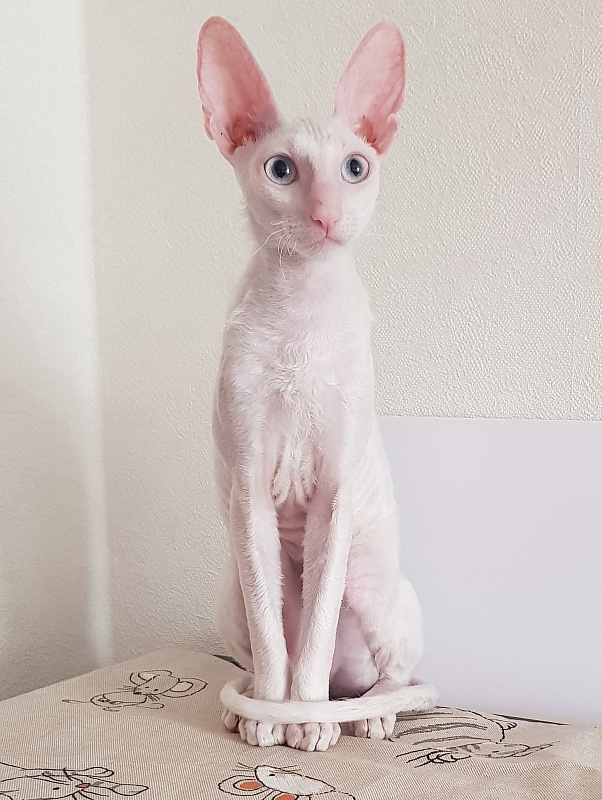Snezhanna Star Forge - cornish rex