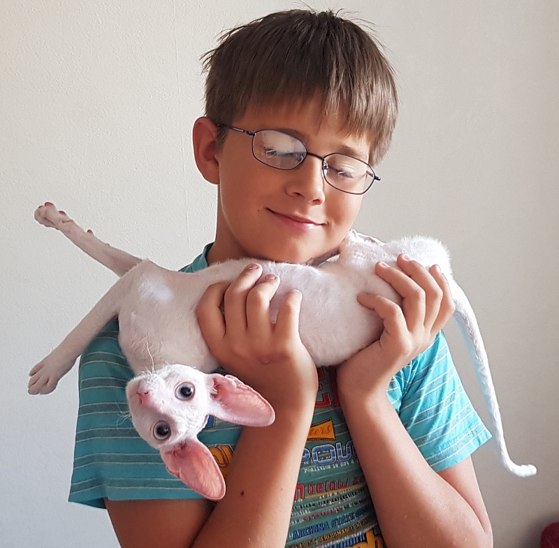 Snezhanna Star Forge - cornish rex