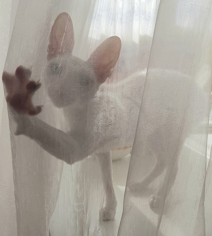 Snezhanna Star Forge - cornish rex