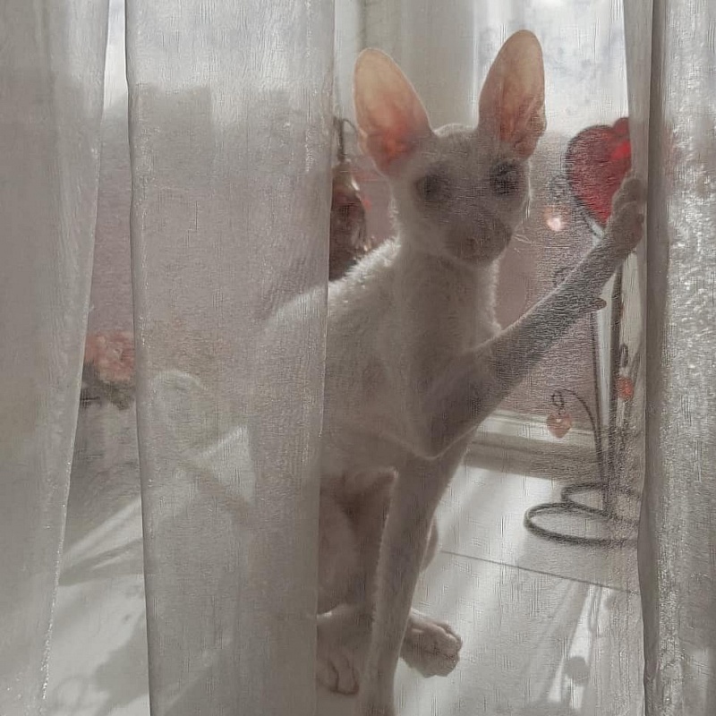 Snezhanna Star Forge - cornish rex