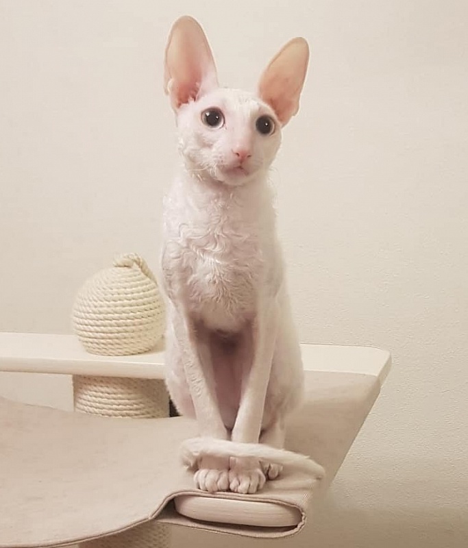 Snezhanna Star Forge - cornish rex
