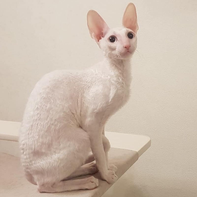 Snezhanna Star Forge - cornish rex