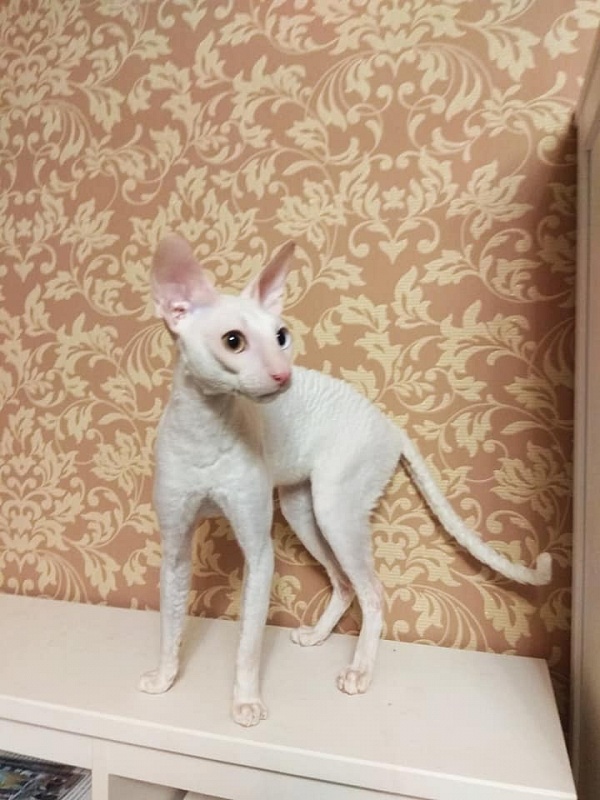 PannonRex DomDoDom - cornish rex