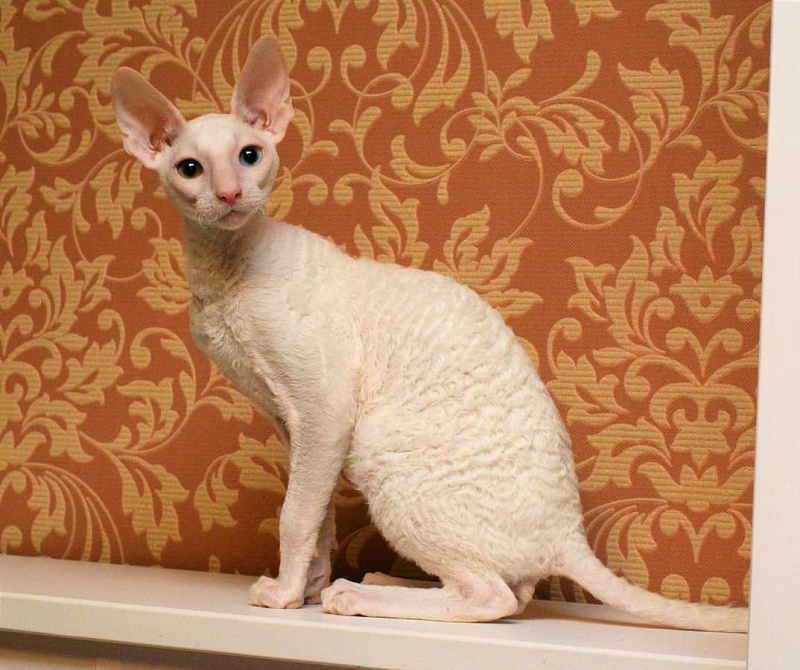 PannonRex DomDoDom - cornish rex