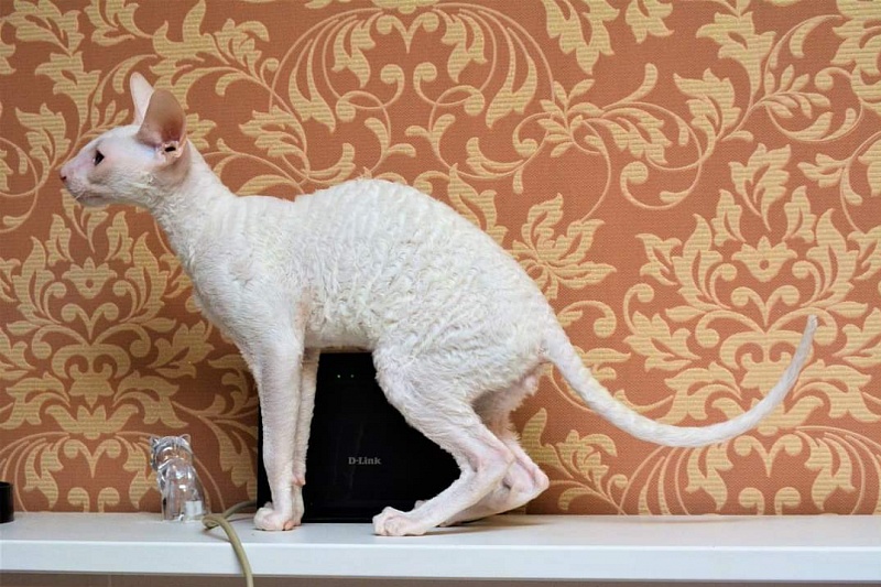 PannonRex DomDoDom - cornish rex
