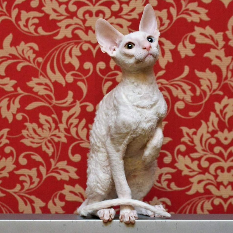 PannonRex DomDoDom - cornish rex