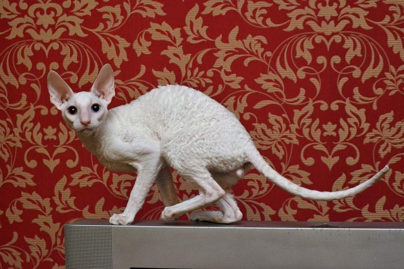 PannonRex DomDoDom - cornish rex