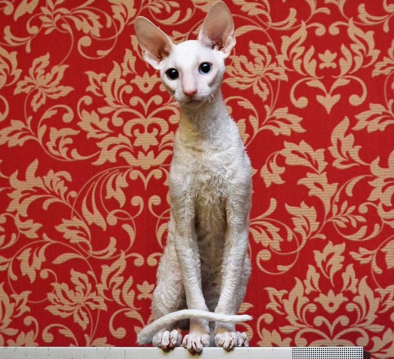 PannonRex DomDoDom - cornish rex