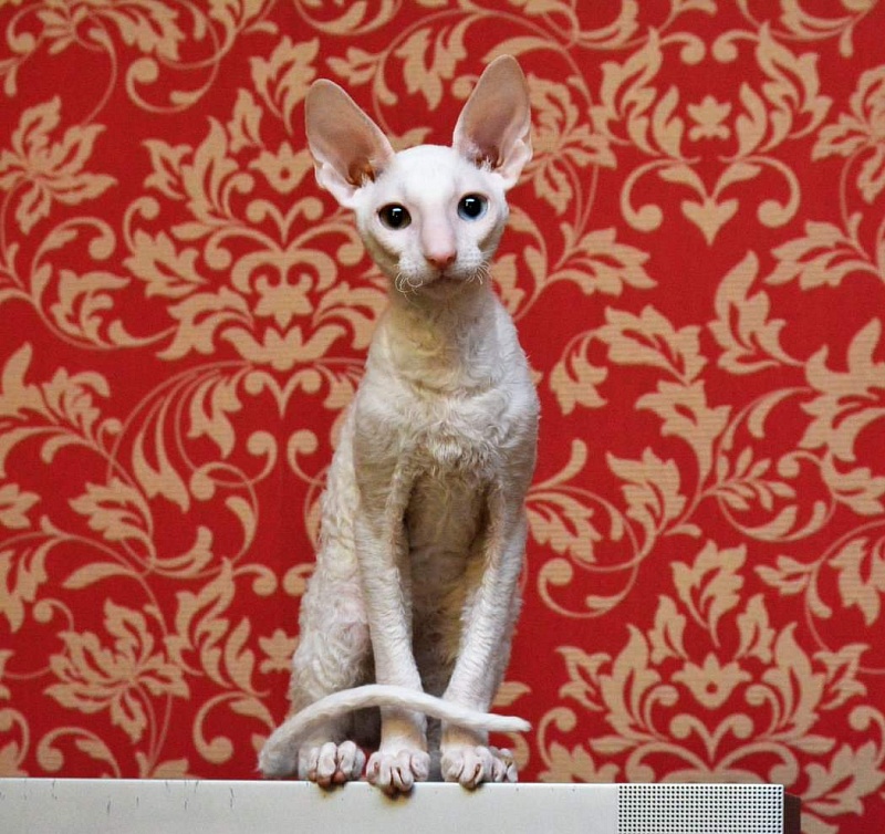 PannonRex DomDoDom - cornish rex