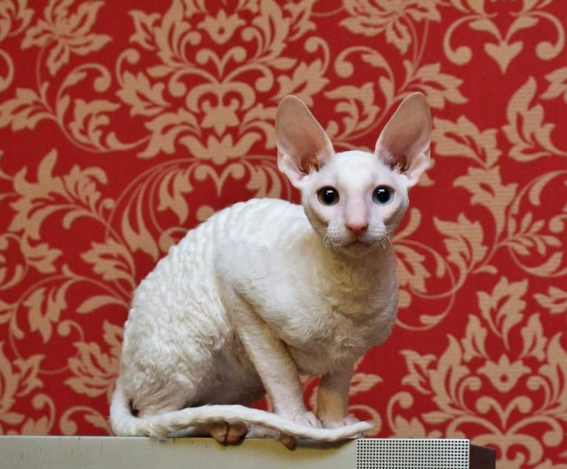 PannonRex DomDoDom - cornish rex