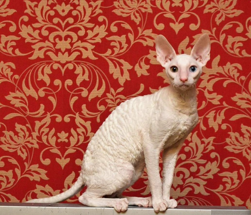 PannonRex DomDoDom - cornish rex