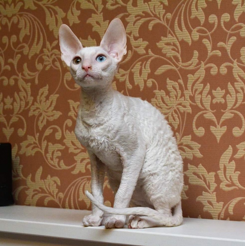 PannonRex DomDoDom - cornish rex