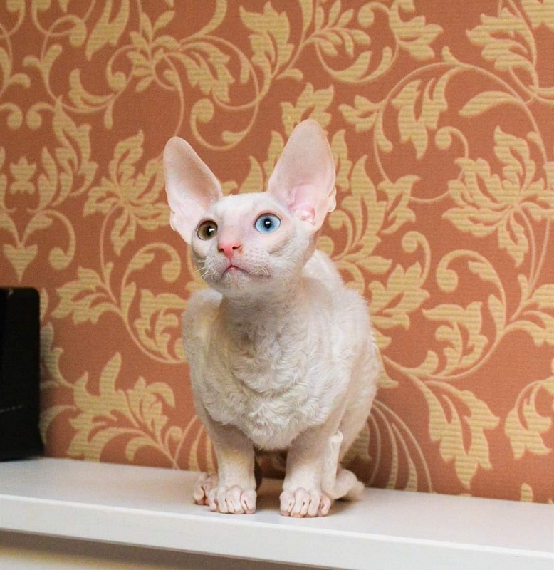 PannonRex DomDoDom - cornish rex