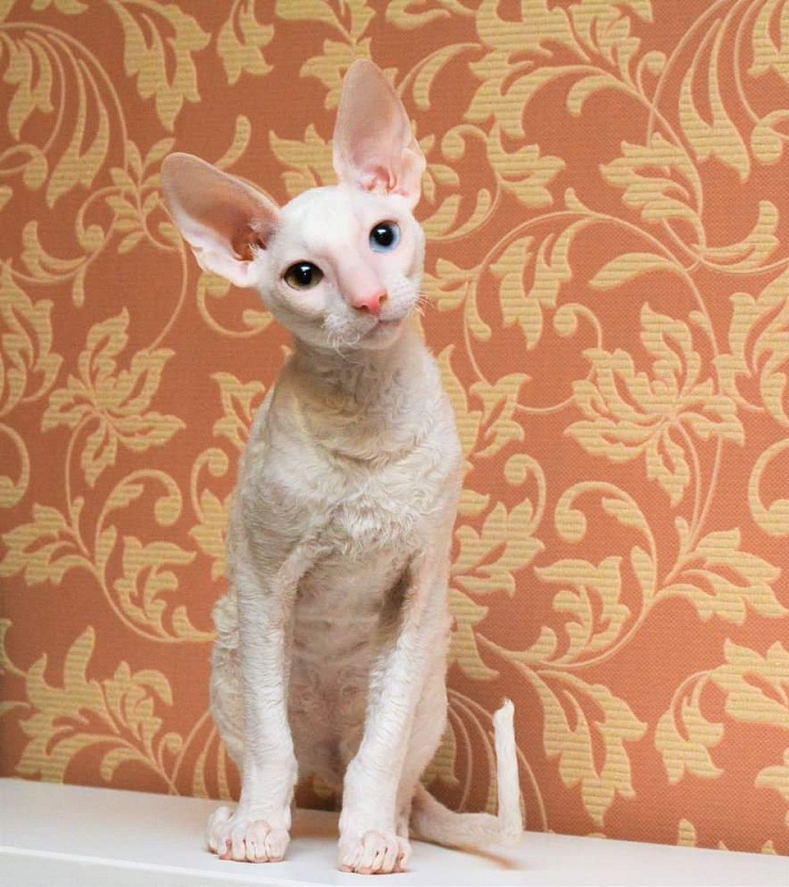 PannonRex DomDoDom - cornish rex