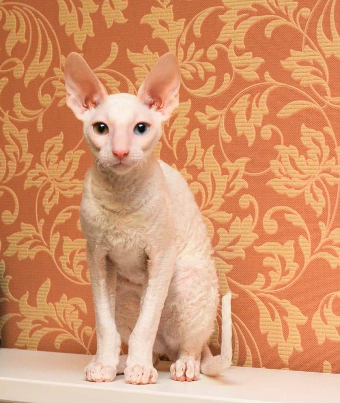 PannonRex DomDoDom - cornish rex