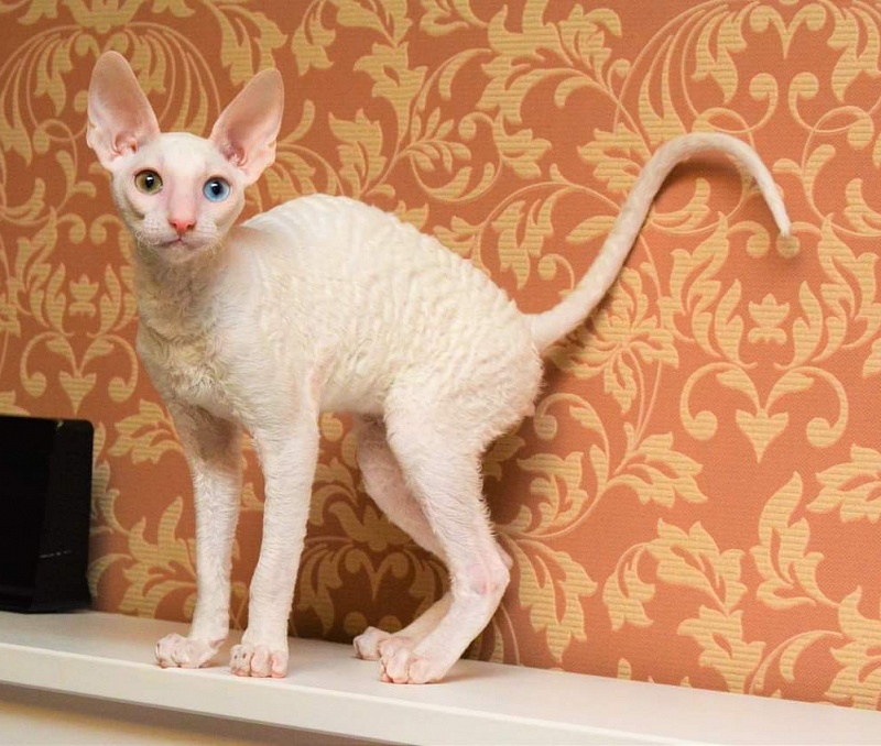 PannonRex DomDoDom - cornish rex